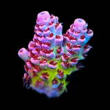 TSA Princess Peach Acropora Coral