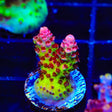 TSA Princess Peach Acropora Coral