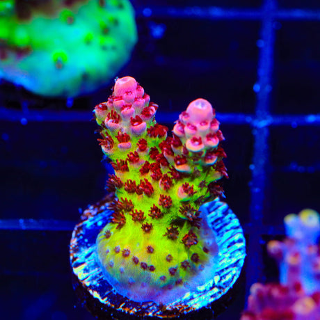 TSA Princess Peach Acropora Coral