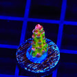 TSA Princess Peach Acropora Coral