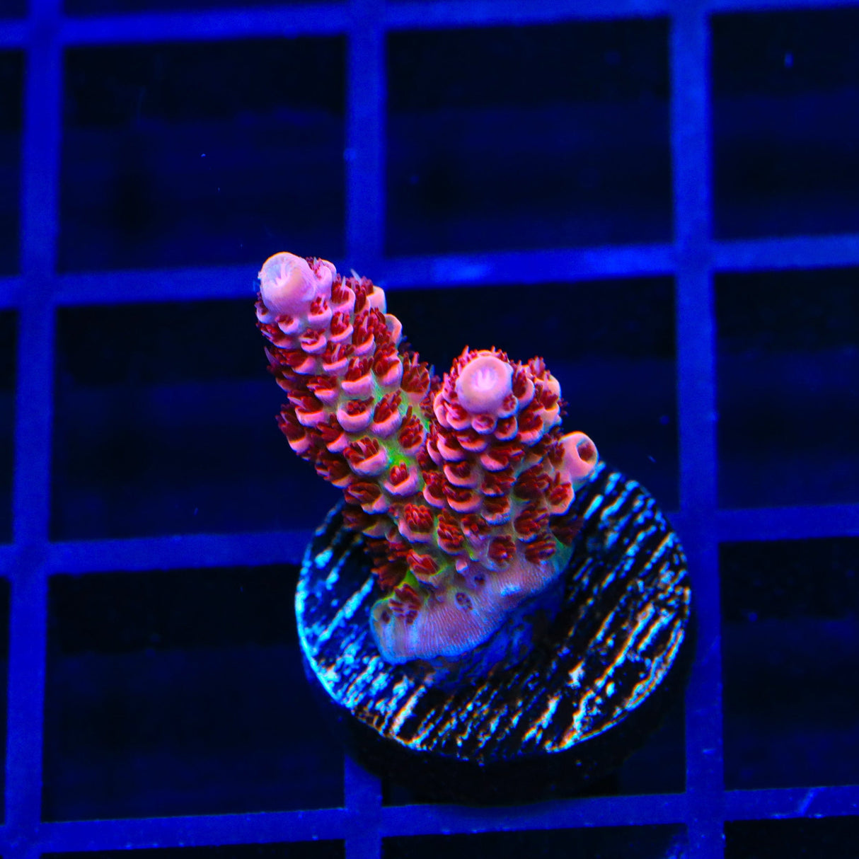 TSA Princess Peach Acropora Coral