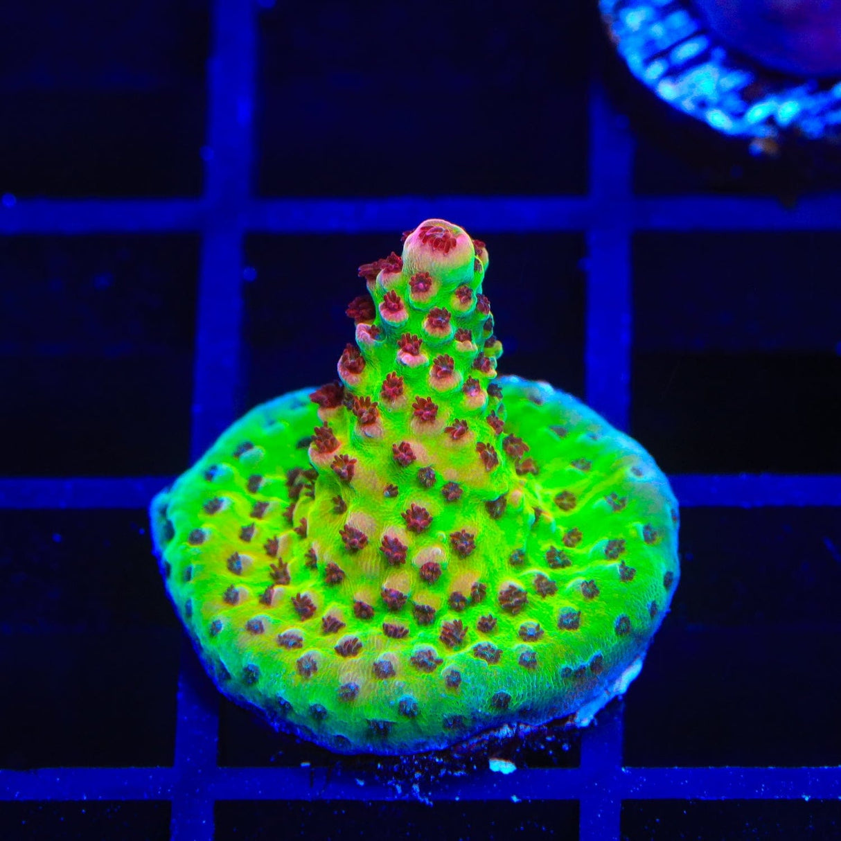 TSA Princess Peach Acropora Coral