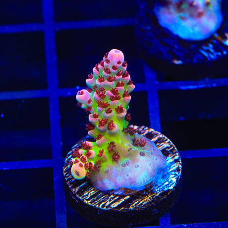 TSA Princess Peach Acropora Coral