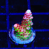 TSA Princess Peach Acropora Coral