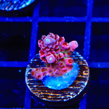 TSA Princess Peach Acropora Coral