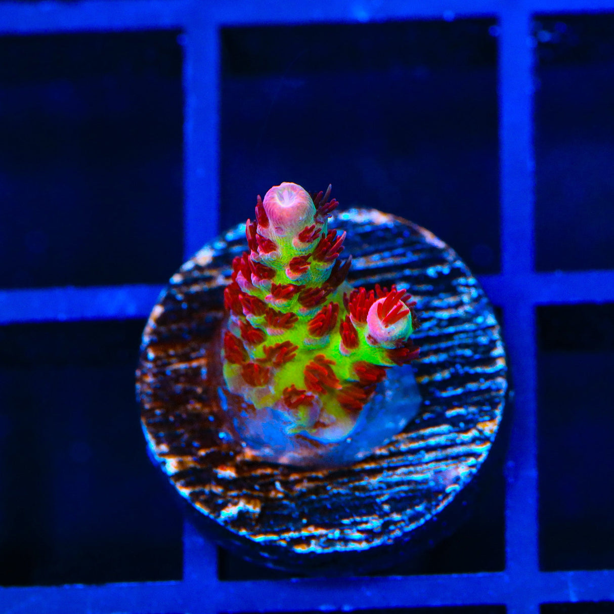TSA Princess Peach Acropora Coral