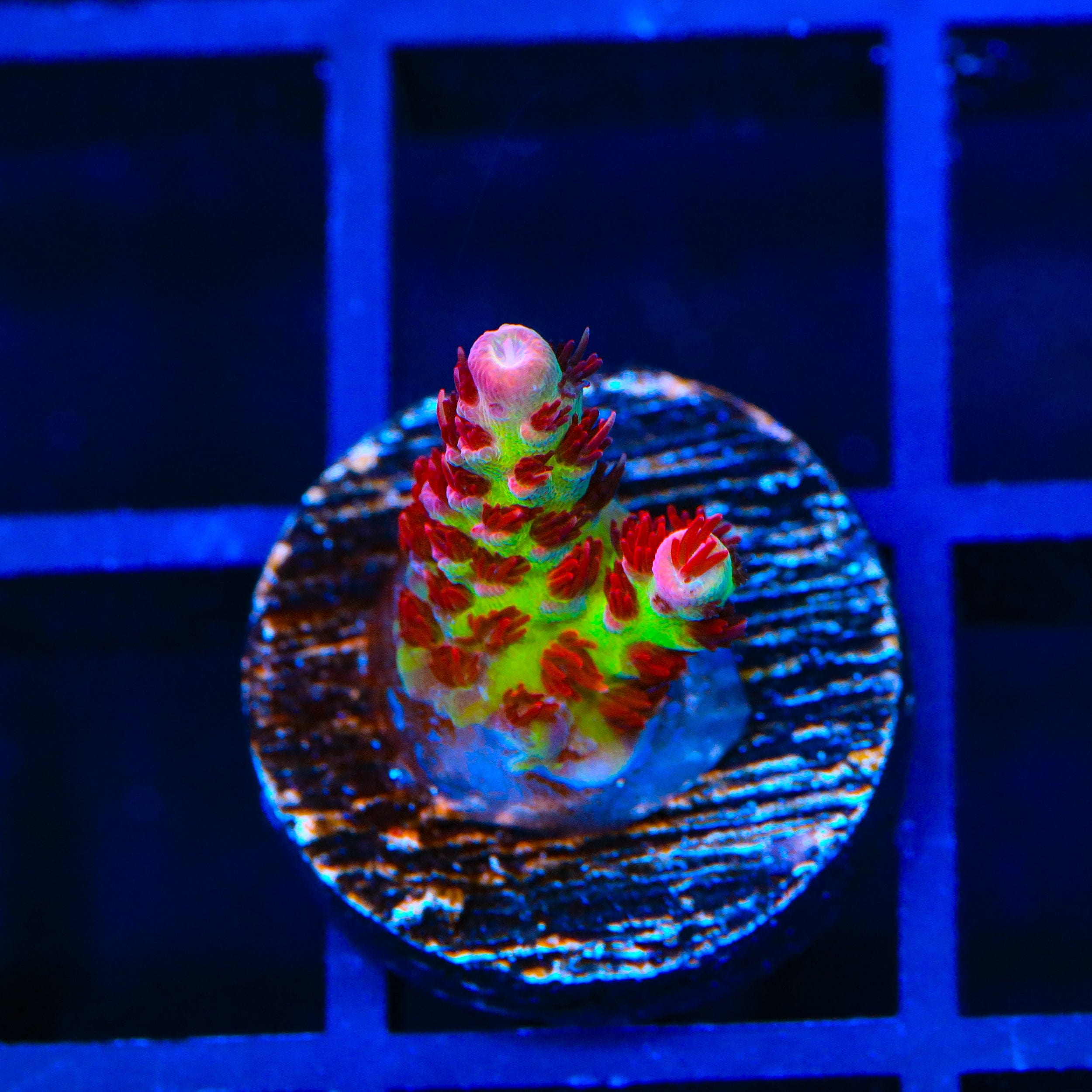TSA Princess Peach Acropora Coral