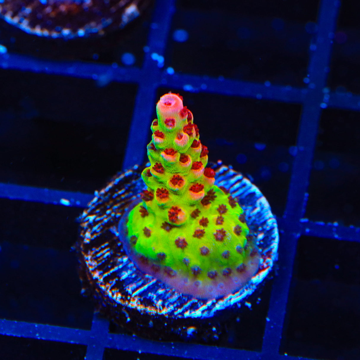 TSA Princess Peach Acropora Coral