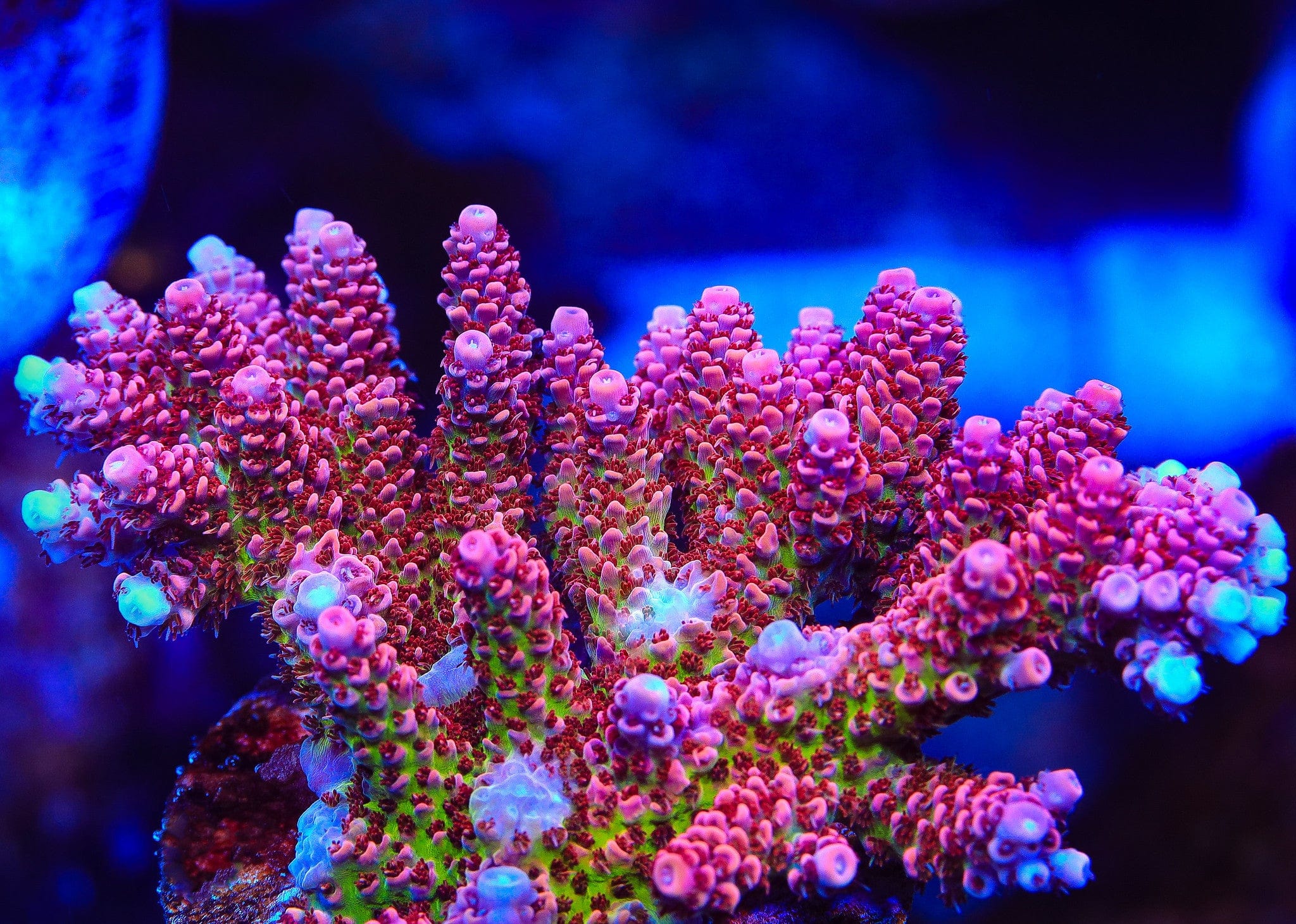 TSA Princess Peach Acropora Coral – Top Shelf Aquatics
