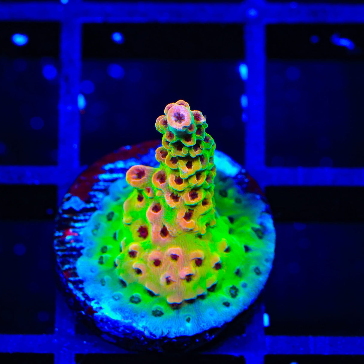 TSA Princess Peach Acropora Coral