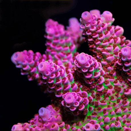 TSA Princess Peach Acropora Coral