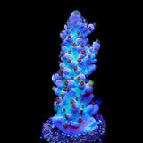 TSA Professor Plum Acropora Coral