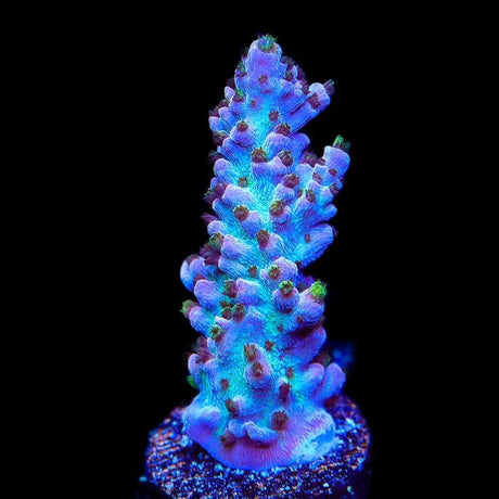 TSA Professor Plum Acropora Coral