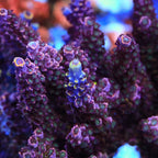 TSA Professor Plum Acropora Coral