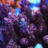 TSA Professor Plums Acropora Coral