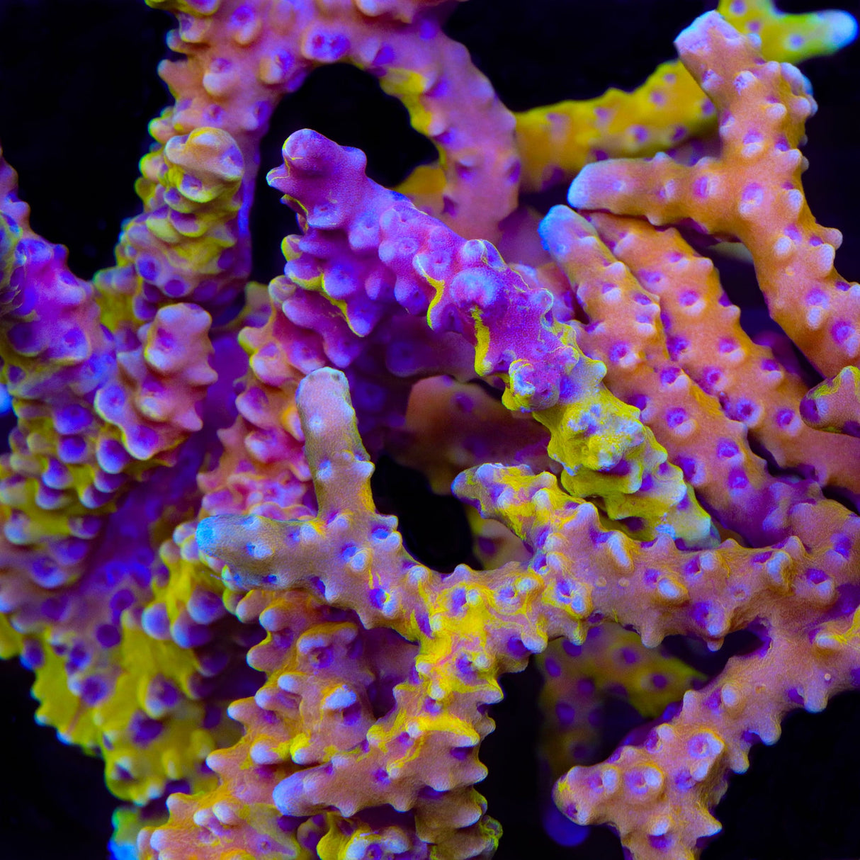 TSA Psychadelic Swirl Grafted Anacropora Coral