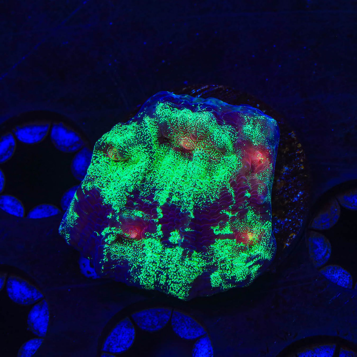 TSA Psychedelic Watermelon Chalice Coral