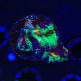 TSA Psychedelic Watermelon Chalice Coral