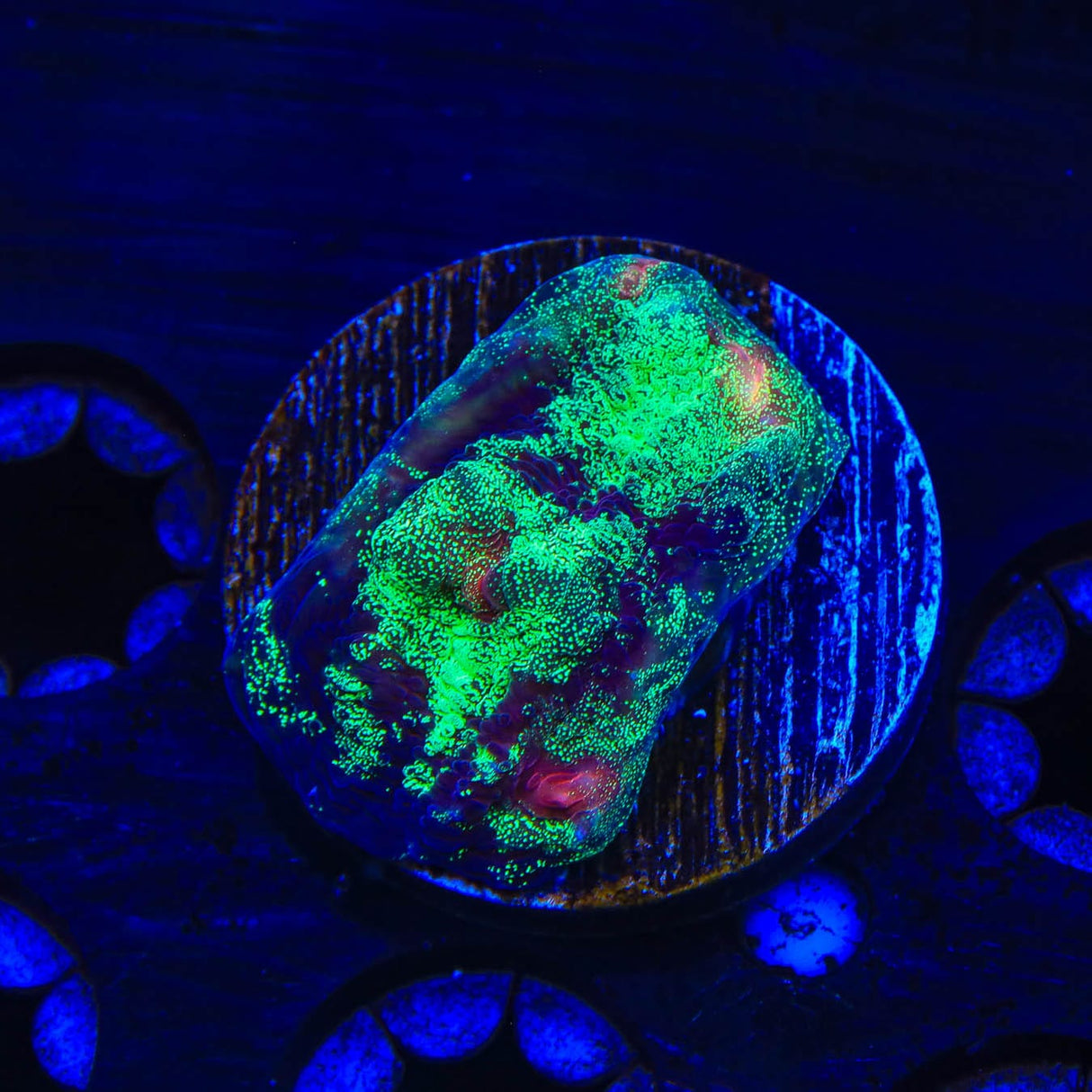 TSA Psychedelic Watermelon Chalice Coral