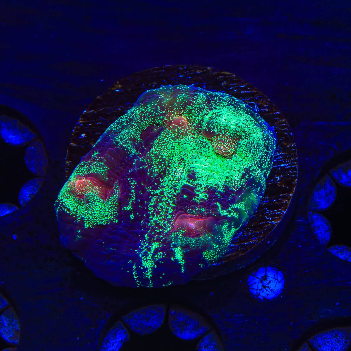TSA Psychedelic Watermelon Chalice Coral