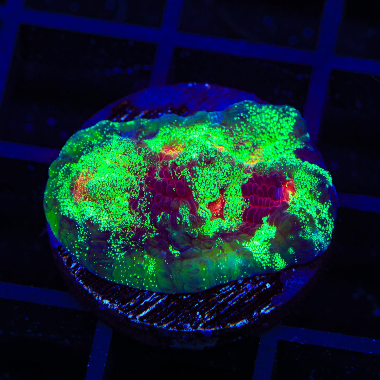 TSA Psychedelic Watermelon Chalice Coral