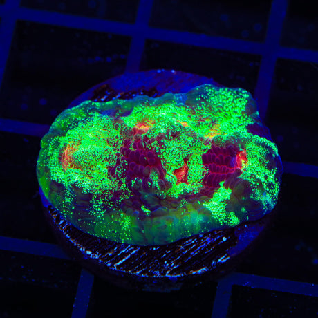 TSA Psychedelic Watermelon Chalice Coral