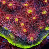 TSA Psychedelic Watermelon Chalice Coral