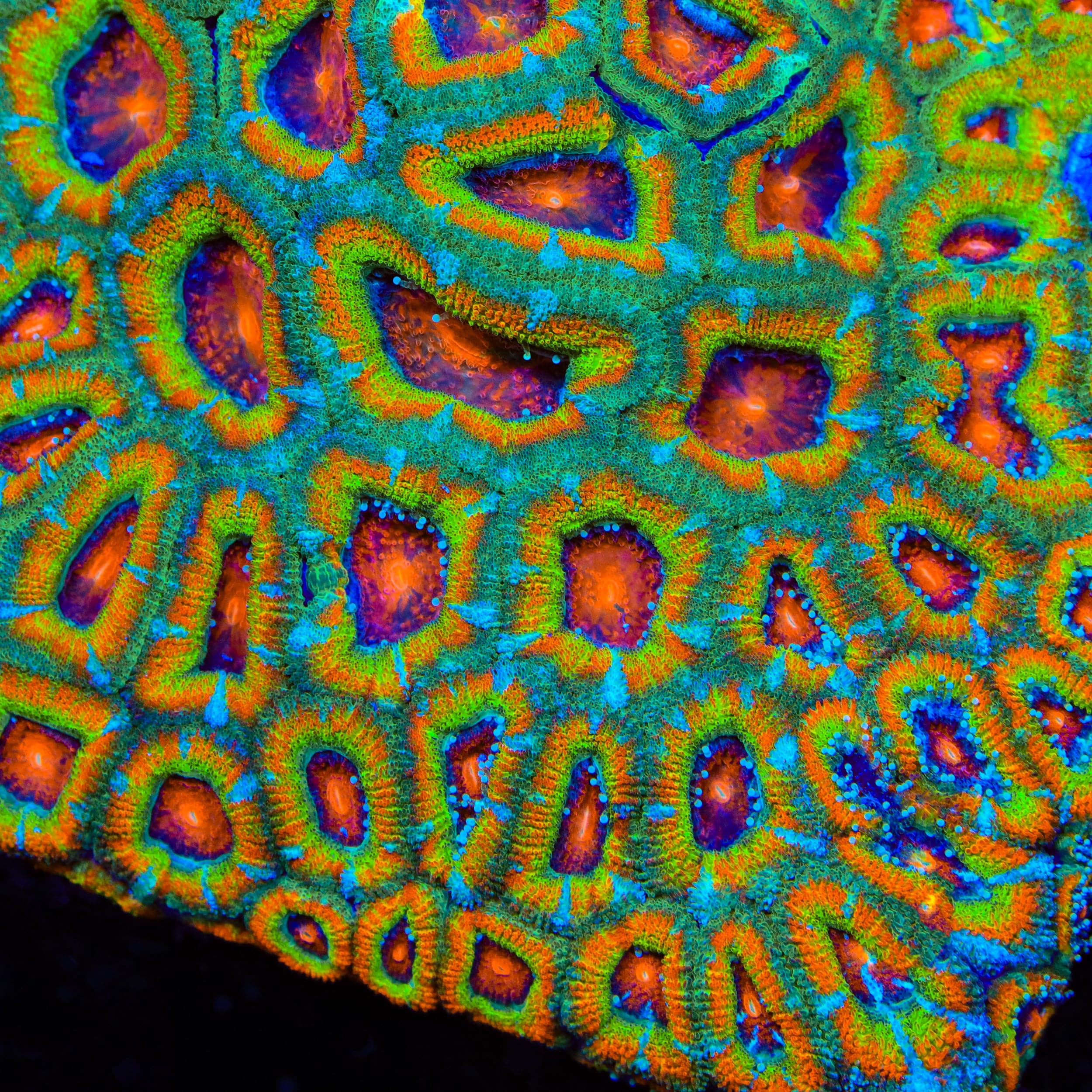 TSA Psycho Troll Micromussa Acan Coral – Top Shelf Aquatics