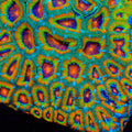 TSA Psycho Troll Micromussa Acan Coral