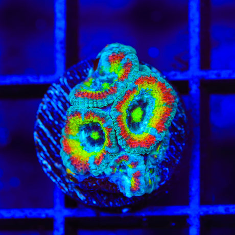TSA Psycho Troll Micromussa Acan Coral