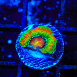 TSA Psycho Troll Micromussa Acan Coral