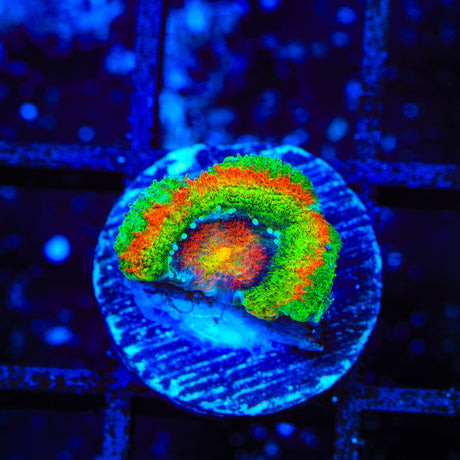 TSA Psycho Troll Micromussa Acan Coral