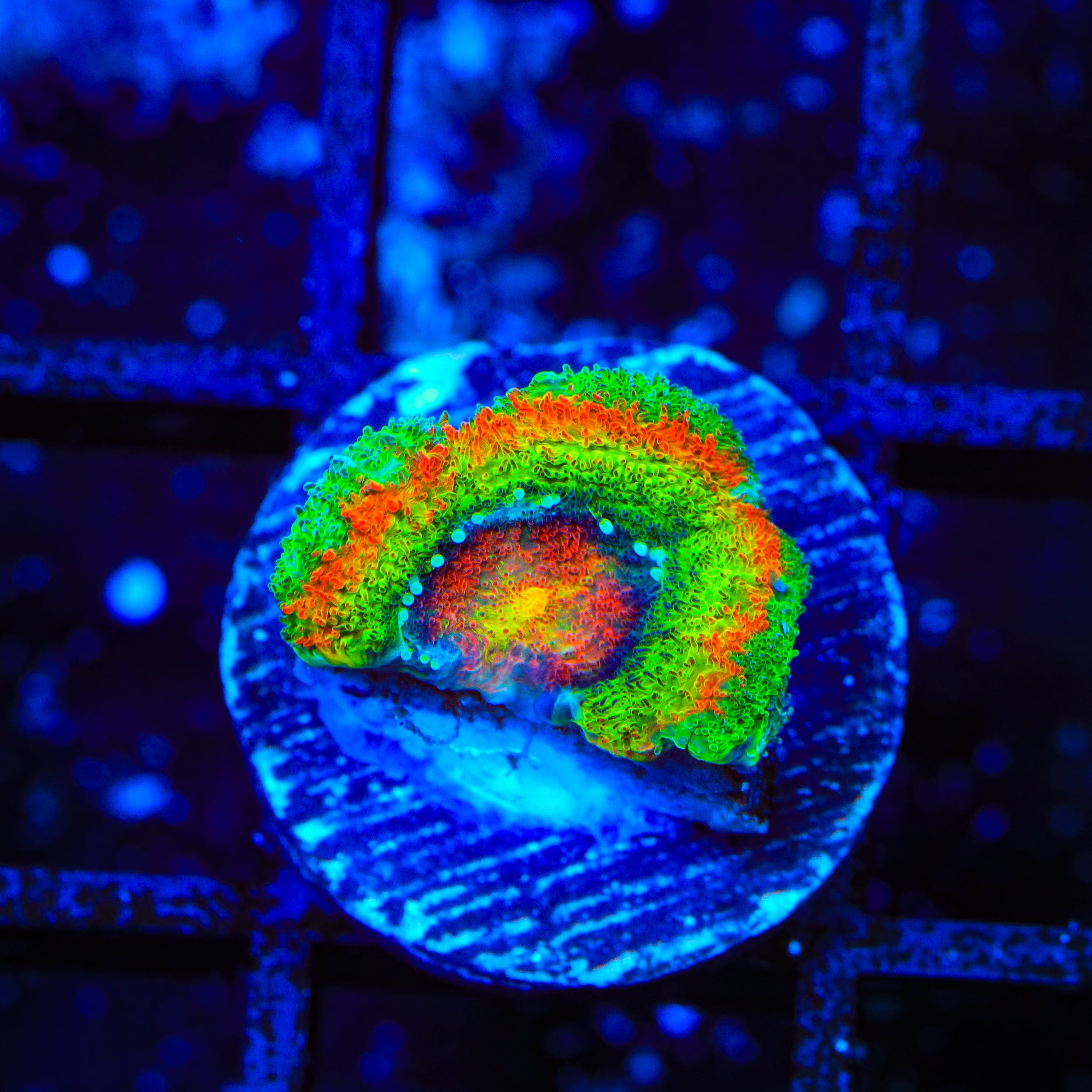 TSA Psycho Troll Micromussa Acan Coral – Top Shelf Aquatics