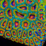 TSA Psycho Troll Micromussa Acan Coral