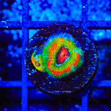 TSA Psycho Troll Micromussa Acan Coral