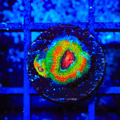 TSA Psycho Troll Micromussa Acan Coral