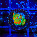 TSA Psycho Troll Micromussa Acan Coral