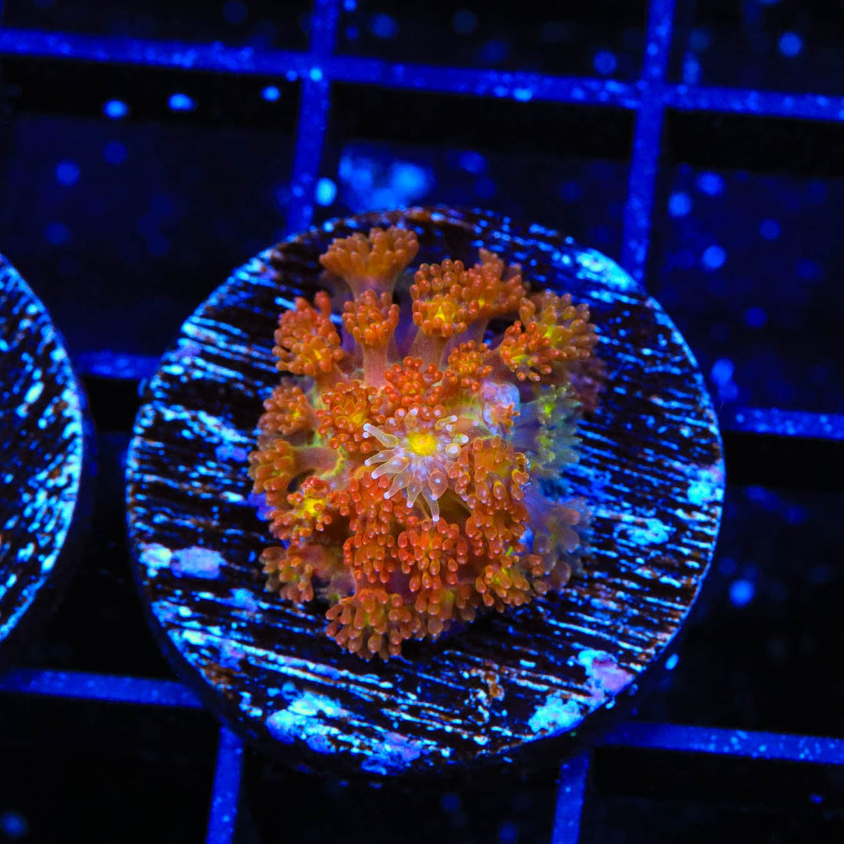 TSA Pumpkin Spice Goniopora Coral