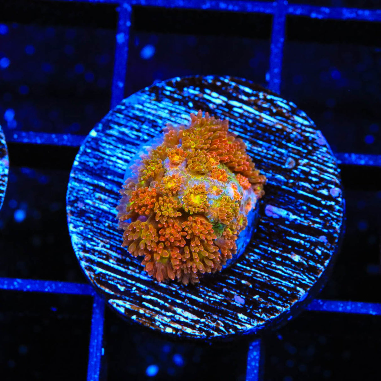 TSA Pumpkin Spice Goniopora Coral
