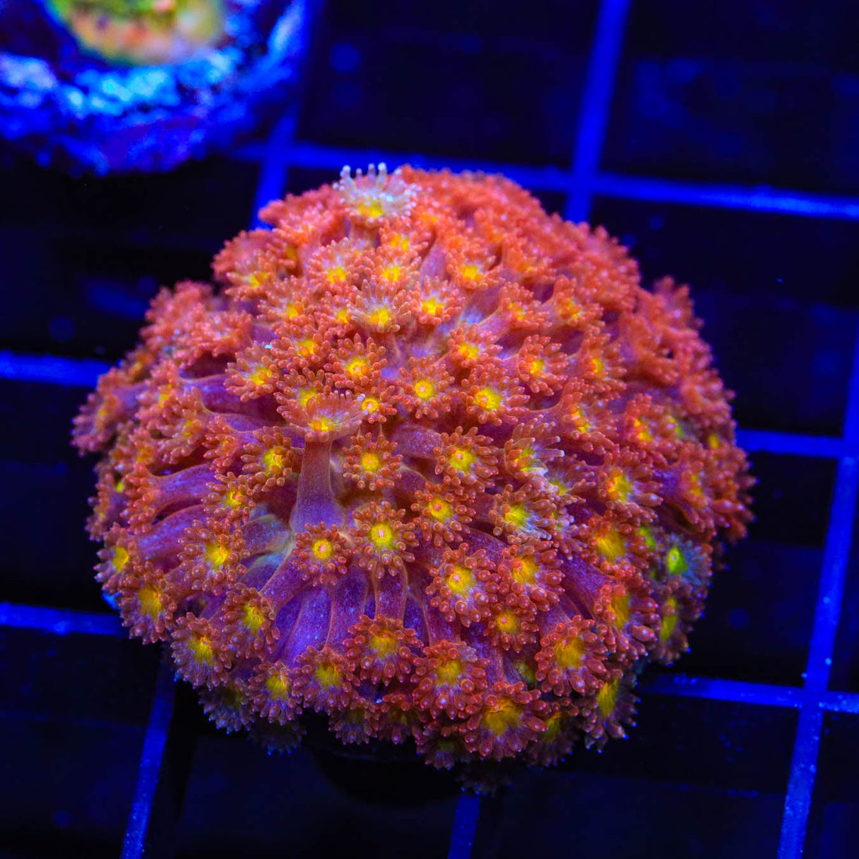 TSA Pumpkin Spice Goniopora Coral