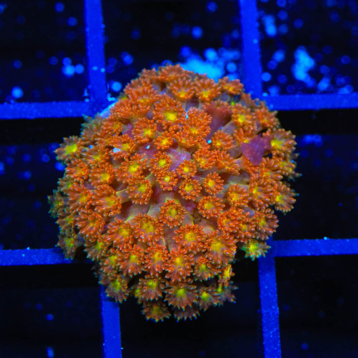 TSA Pumpkin Spice Goniopora Coral