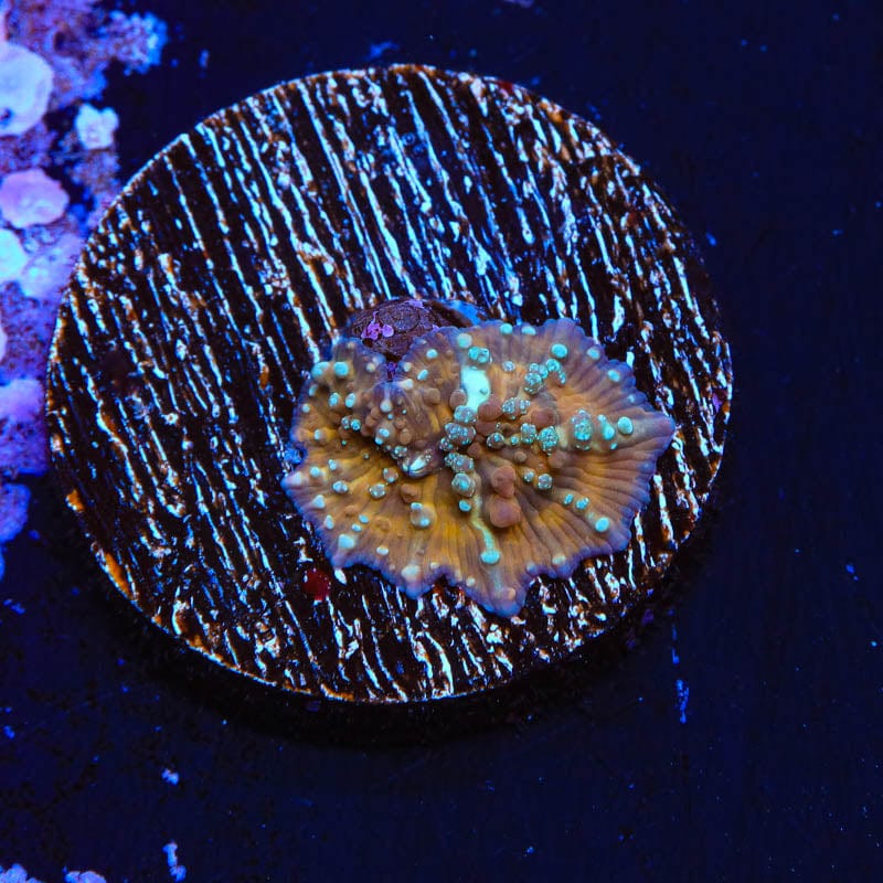TSA Pumpkin Spice Mushroom Coral