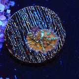 TSA Pumpkin Spice Mushroom Coral
