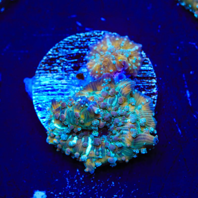 TSA Pumpkin Spice Mushroom Coral