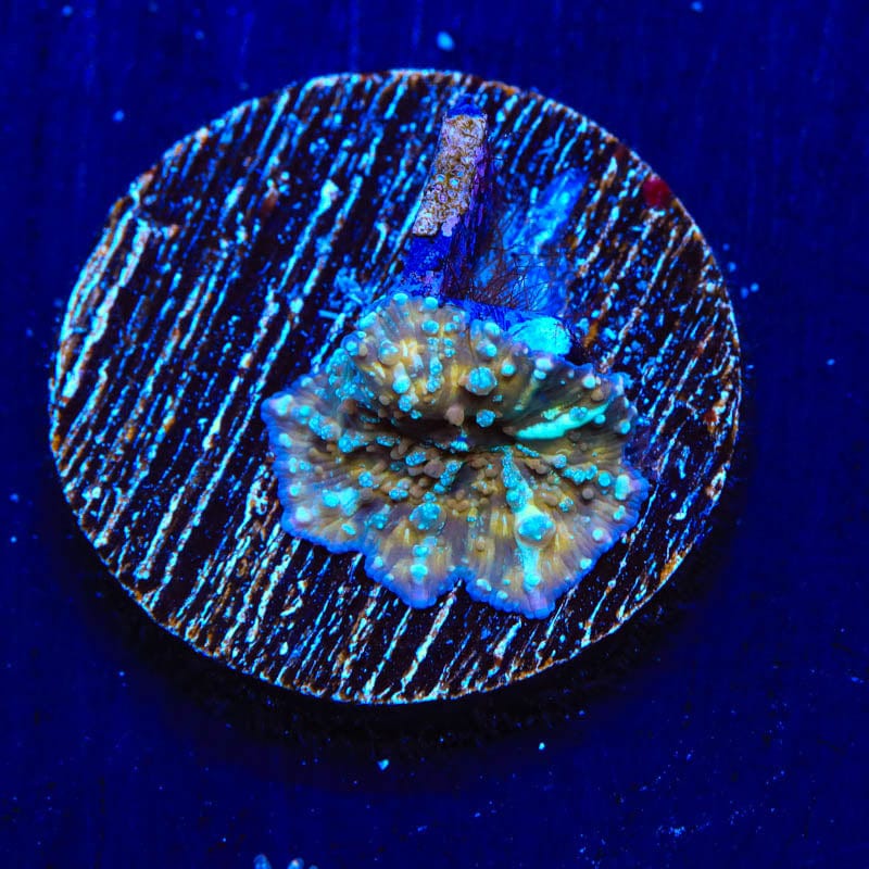 TSA Pumpkin Spice Mushroom Coral
