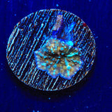 TSA Pumpkin Spice Mushroom Coral