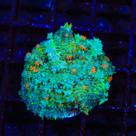 TSA Pumpkinhead Persian Bounce Mushroom Coral