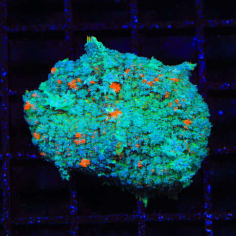 TSA Pumpkinhead Persian Bounce Mushroom Coral