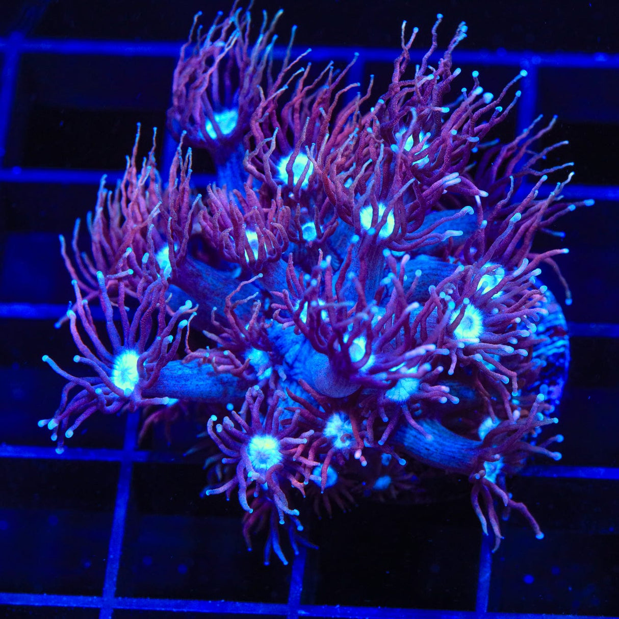 TSA Purple Death Goniopora Coral