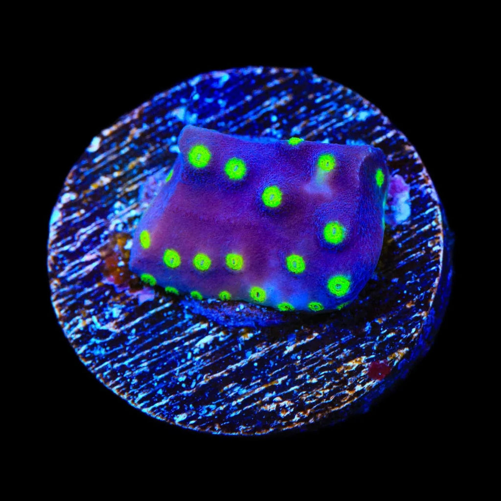 TSA Purple Dinosaur Scroll Coral